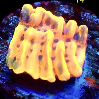 WYSIWYG M14 Beach Bum Montipora Frag