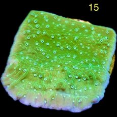 WYSIWYG M15 Pink Rim Emerald Plating Montipora Frag