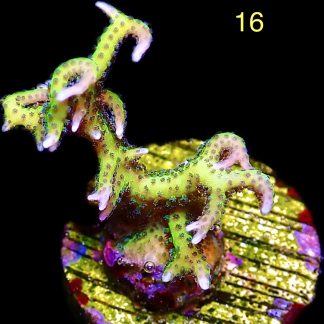 WYSIWYG M16 Limeberry Hysterix Frag