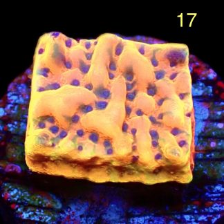 WYSIWYG M17 Beach Bum Montipora Frag