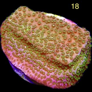 WYSIWYG M18 Pokerstar Montipora Frag