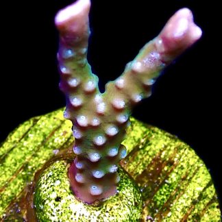 WYSIWYG M19 Pink Pearl Anacropora Frag