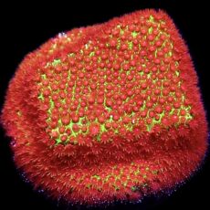 WYSIWYG 11A Grinchy Porites Frag