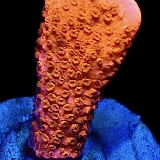 WYSIWYG M20 Burning Ember Montipora Frag