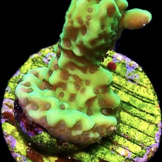 WYSIWYG M21 Appleberry Montipora Frag