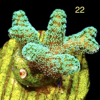 WYSIWYG M22 Fibre Optic Seriatopora Frag