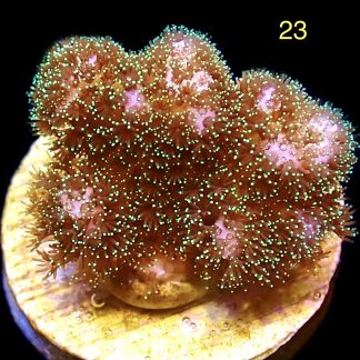 WYSIWYG M23 Sparkling Tinsel Pocillopora Frag