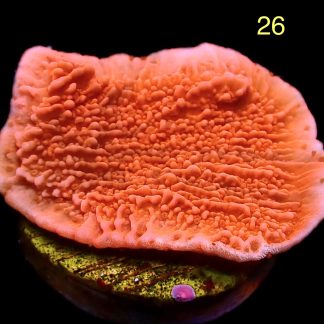 WYSIWYG M26 Orange Plating Montipora Frag
