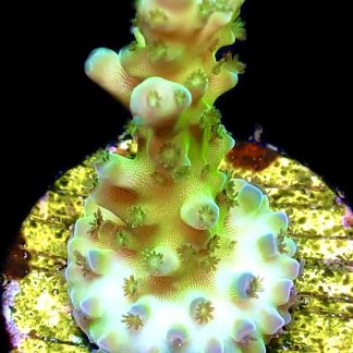 WYSIWYG M27 Violet Venom Acropora Frag