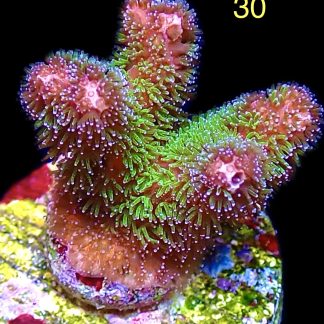WYSIWYG M30 Amethyst Gem Pocillopora Frag