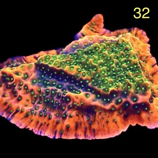 WYSIWYG M32 Tropic Thunder Montipora Frag