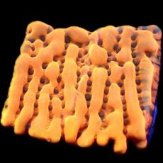 WYSIWYG 21A Crazy T Montipora Frag