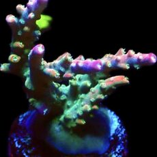 WYSIWYG 25D Fantasia Acropora Extra Large
