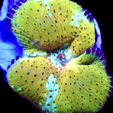 WYSIWYG 32B Ultra Discosoma Mushroom