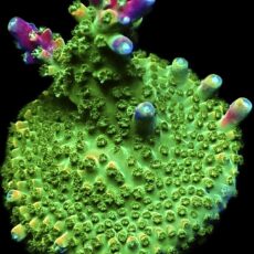 WYSIWYG 14H Rainbow Staghorn Frag