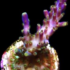 WYSIWYG 25D Acropora Tricolour