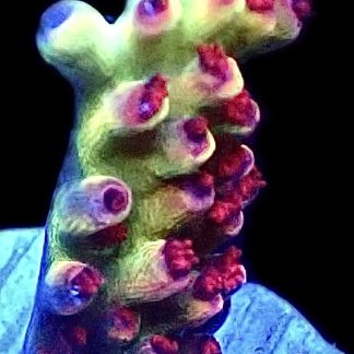 WYSIWYG 15H M.O.C. Shortcake Acropora Frag