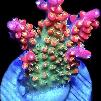 WYSIWYG 18G Rainbow Paletta Acropora