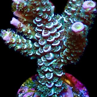 WYSIWYG 24C Wild Heather Acropora Tenius Extra Large