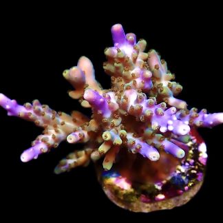 WYSIWYG 22D Magic Magenta Acropora Frag Extra Large