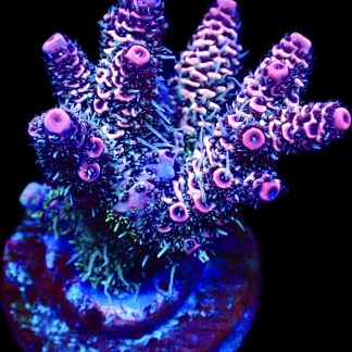 WYSIWYG 13H Hot Fuzz Millepora Frag Large