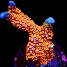 WYSIWYG 17C Bubblegum Montipora