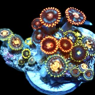 WYSIWYG Zoanthid Frag P25