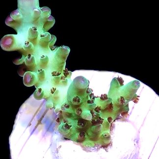 WYSIWYG 17B  Rainbow Acropora Granulosa Frag