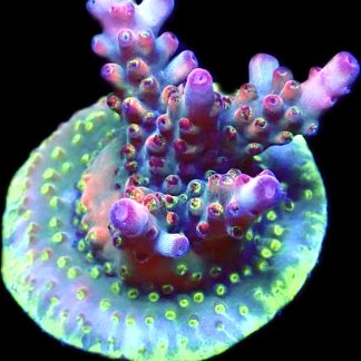 WYSIWYG 25C Berries And Cherries Acropora Frag Large