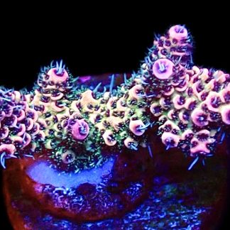 WYSIWYG 12B Rainbow Millepora Frag
