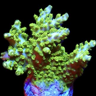 Lemon Bali Slimer Acropora Frag
