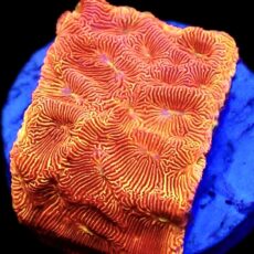 WYSIWYG 14B Orange/Yellow Eye Leptoseris Frag