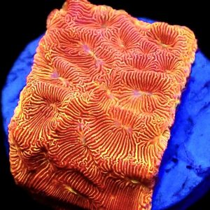 WYSIWYG 14B Orange/Yellow Eye Leptoseris Frag