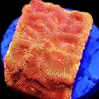 WYSIWYG 14B Orange/Yellow Eye Leptoseris Frag