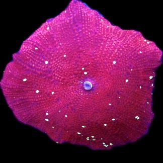 WYSIWYG 34A Flaming Hot Red / Yellow Spot Mushroom