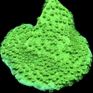 WYSIWYG 7H M.O.C. Green Goblin Montipora Frag