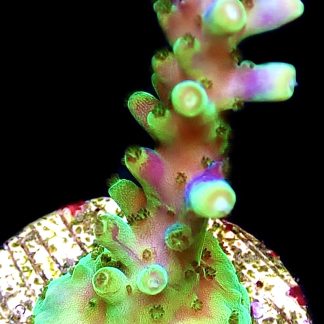 WYSIWYG 24H Purple Monster Acropora Frag