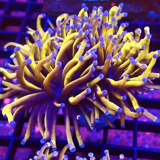 WYSIWYG 24K Banana Torch Euphyllia Double Head T2