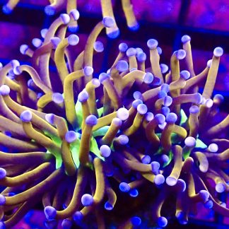 WYSIWYG Ultra Lime Based 24K Banana Torch Euphyllia Double Head T1