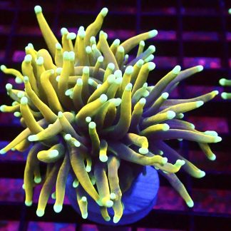Indo Gold Torch Euphyllia Single Head