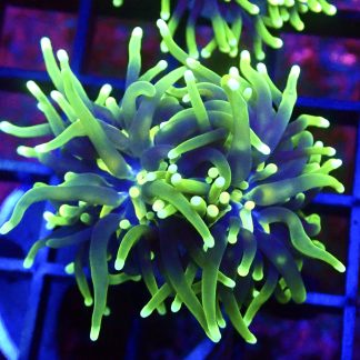 Grim Reaper Torch Euphyllia Double Head