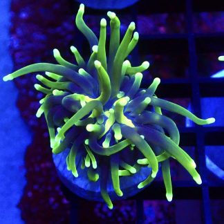 Grim Reaper Torch Euphyllia Single Head