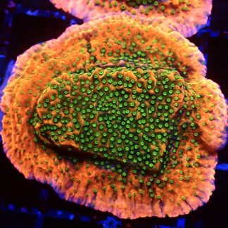 WYSIWYG 8i Tropic Thunder Montipora Frag Extra Large