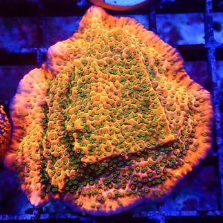 WYSIWYG 16E Tropic Thunder Montipora Frag Extra Large