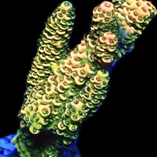 WYSIWYG 8i Rainbow Millepora Frag Large