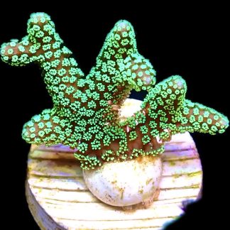 WYSIWYG 10F Super Bright Fibre Optic Seriatopora