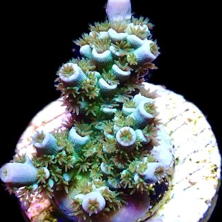 WYSIWYG 12D Wild Heather Acropora Tenius
