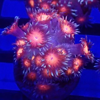 WYSIWYG T2 Fireball Goniopora Frag (15+ Polyps)