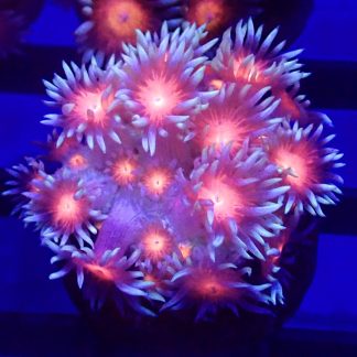 WYSIWYG T3 Fireball Goniopora Frag (15+ Polyps)