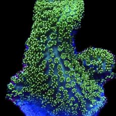 WYSIWYG 33H Ultra Neon Fluorescent Stylophora Frag